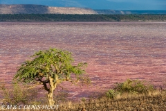 lac Magadi / lake Magadi