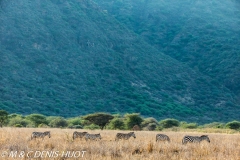 zèbre de Grant / Grant's zebra