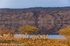 zèbre de Grant / Grant's zebra