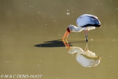 tantale / yellow-billed stork