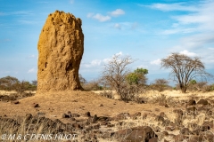 termitière / termite hill