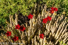 Caralluma Socotrana