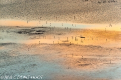 flamant nain / lesser flamingo