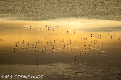 flamant nain / lesser flamingo