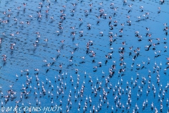 flamant nain / lesser flamingo