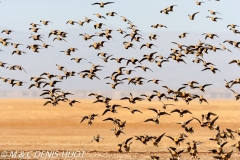 lac Magadi / lake Magadi