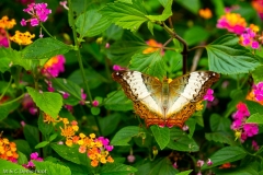 papillon / butterly