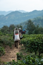 plantation de thé / Tea plantation