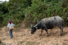 province de Phongsaly / Phongsaly province