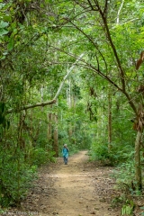 Laos, province de Luang Prabang, chemin dans la forêt aux chutes de Kuang Si // Laos, Luang Prabang province, path in the forest at Kuang Si falls