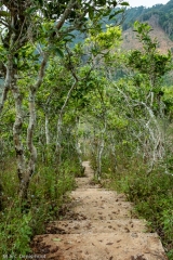 plantation de thé / Tea plantation