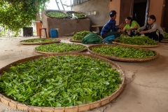 plantation de thé / Tea plantation