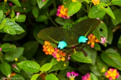 papillon / butterly