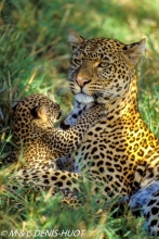 leopard