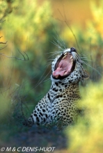 leopard