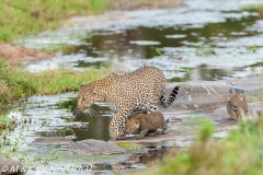 leopard