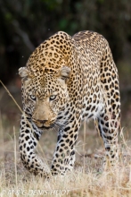 leopard