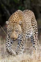 leopard