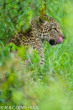 leopard