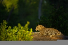 leopard