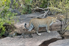 leopard
