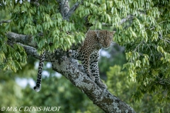 leopard