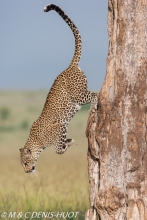 leopard