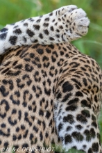 leopard