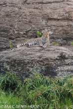leopard