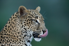 leopard