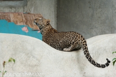 leopard