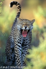 leopard