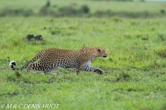 leopard