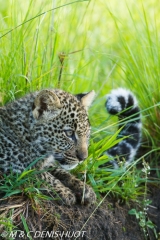 leopard