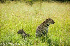 leopard
