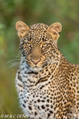 leopard