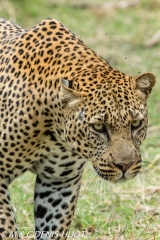 leopard