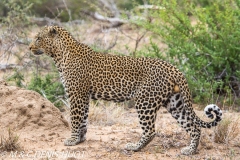 leopard