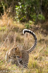 leopard