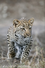 leopard