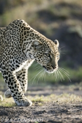 leopard