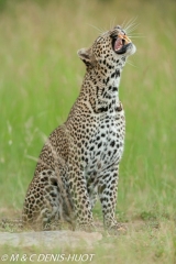 leopard