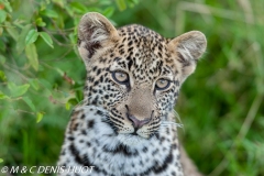 leopard young male