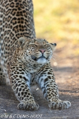 leopard