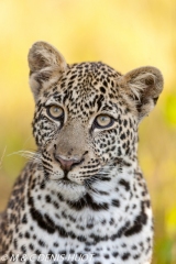 leopard