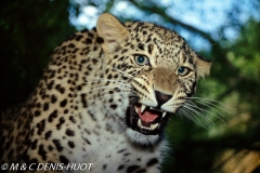 leopard