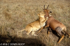 lionne et damalisque / lioness and topi