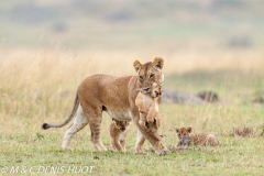 lionne et lionceaux / lioness and cubs