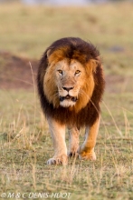 lion mâle / male lion