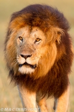 lion mâle / male lion